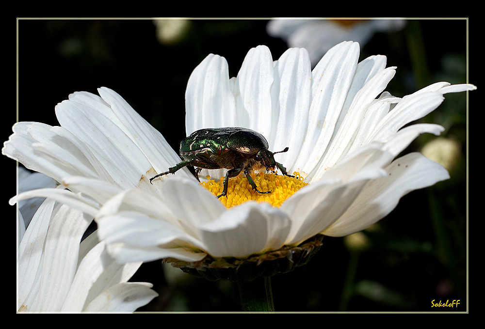 photo "макро жук бронзовка ромашка" tags: macro and close-up, nature, insect