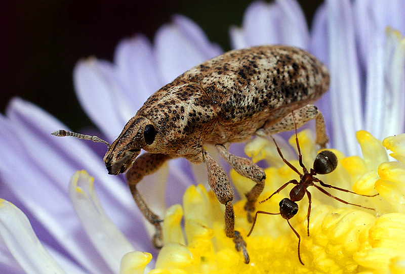 photo "макро жук долгоносик муравей насекомые" tags: macro and close-up, nature, insect