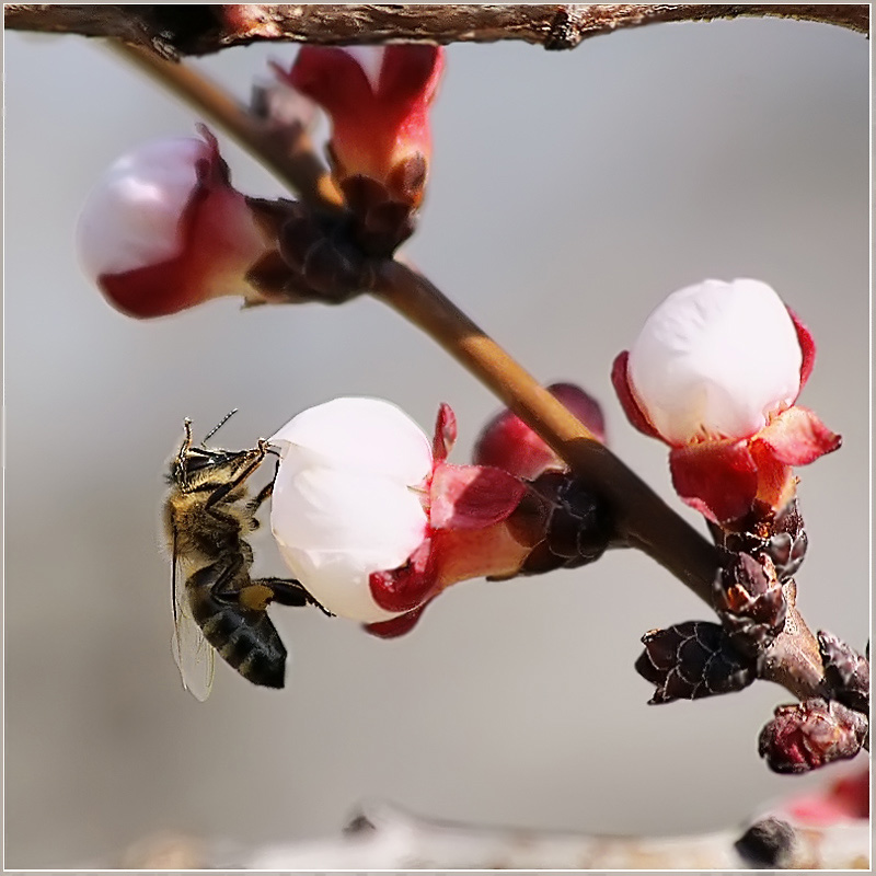 photo "Gulchitaj, open lichiko!.." tags: nature, flowers, insect