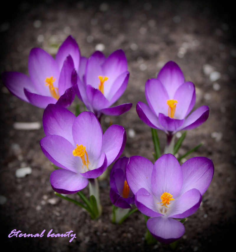 photo "Eternal beauty" tags: nature, macro and close-up, flowers