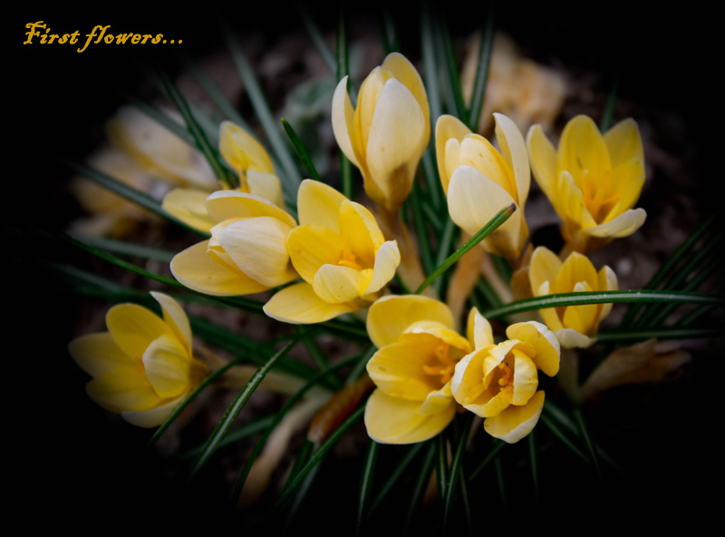 photo "First flowers" tags: nature, macro and close-up, flowers