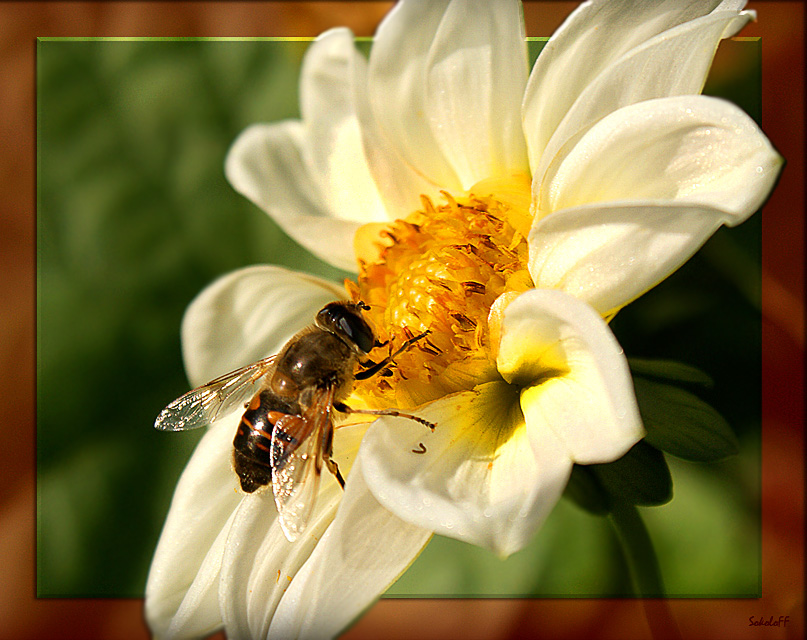 фото "На цветке" метки: макро и крупный план, природа, насекомое