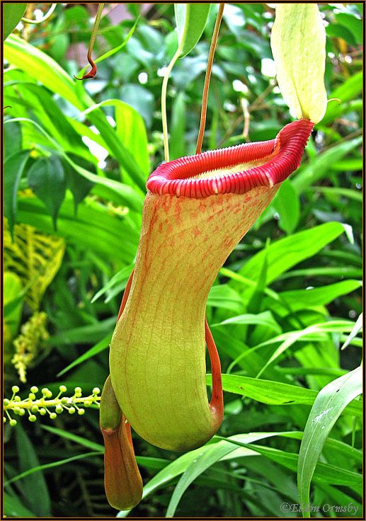 photo "Pitcher Plant Flower." tags: nature, flowers