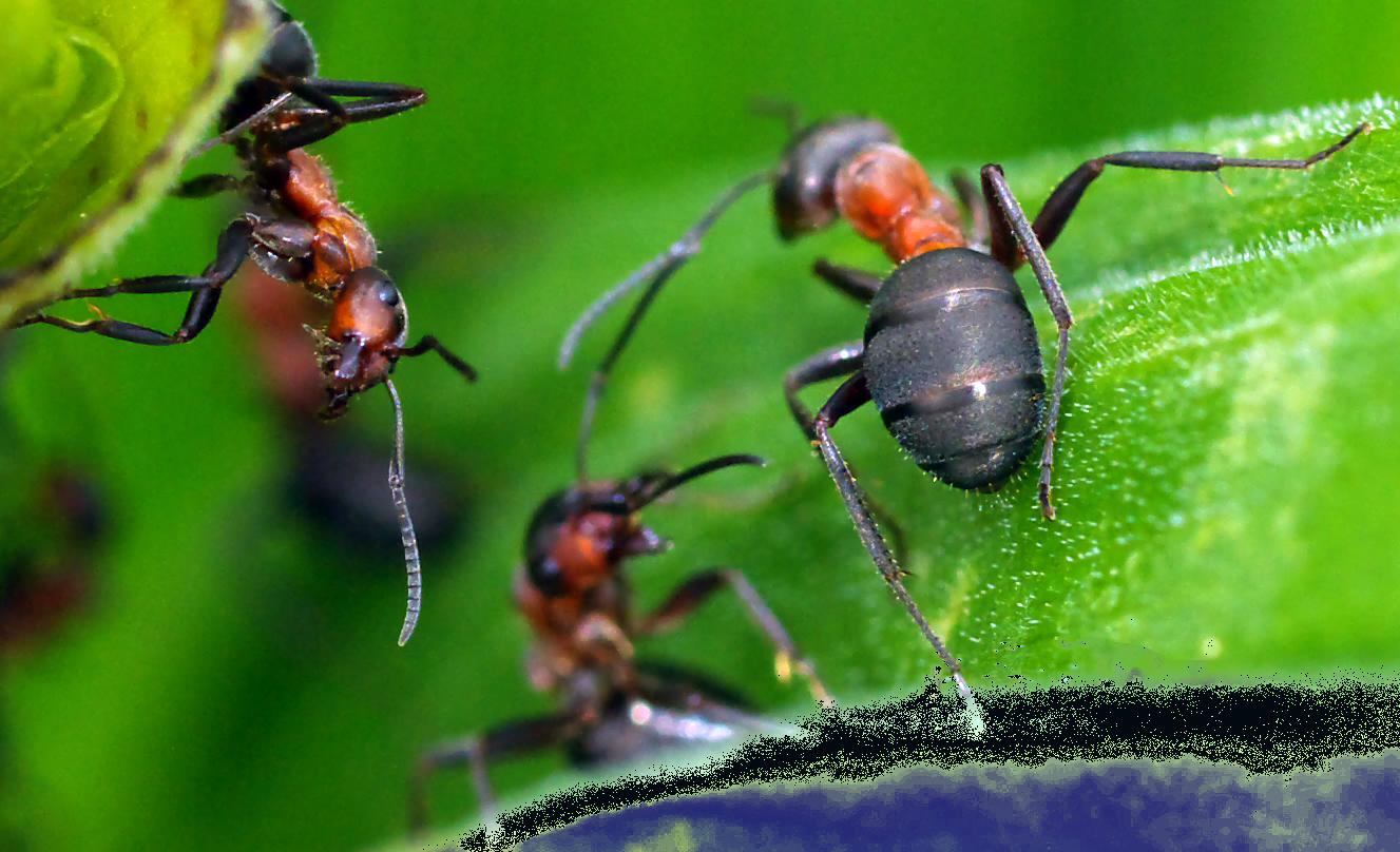 фото "The fanatics" метки: природа, насекомое