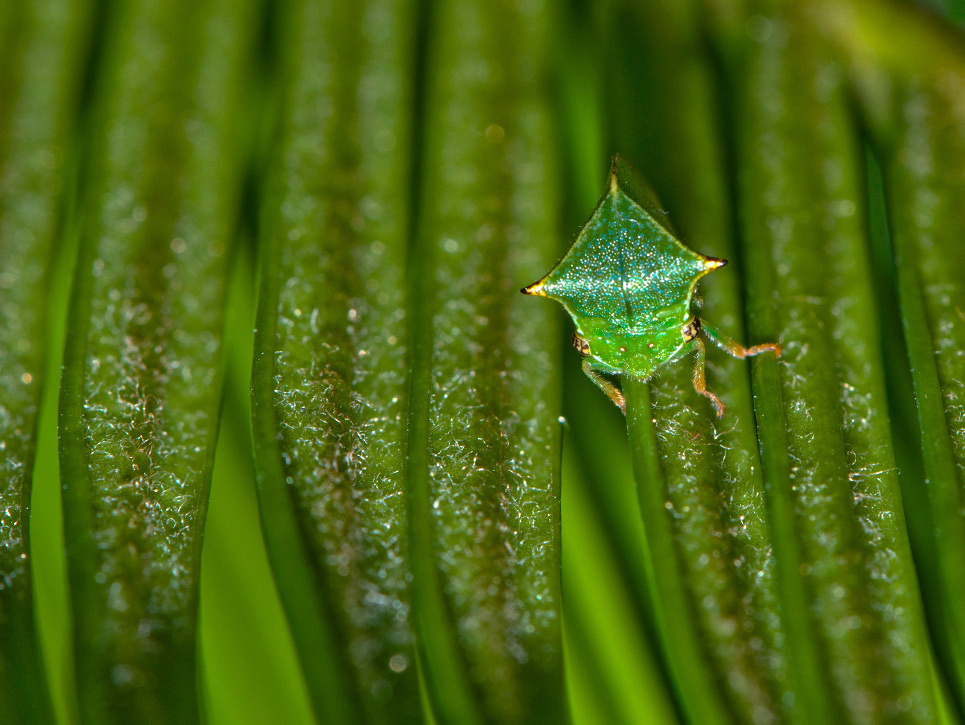 фото "Пришелец" метки: макро и крупный план, природа, насекомое