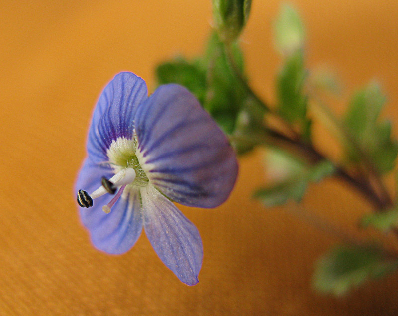 photo "***" tags: macro and close-up, nature, flowers