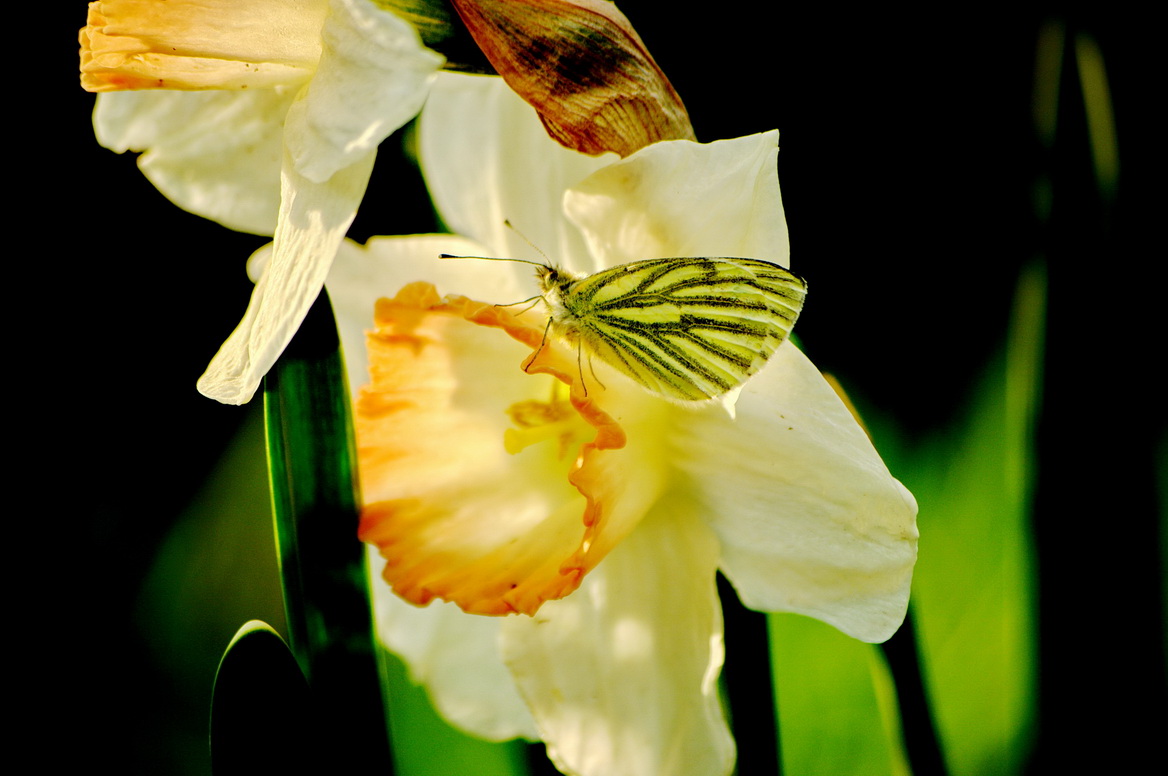 photo "***" tags: macro and close-up, 