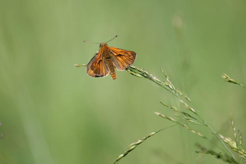 photo "***" tags: nature, insect