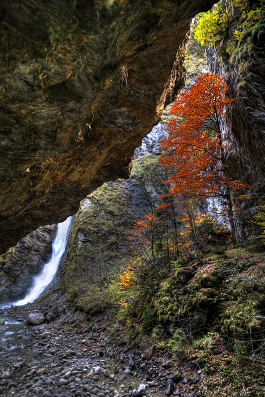 photo "A tree under rock" tags: landscape, forest