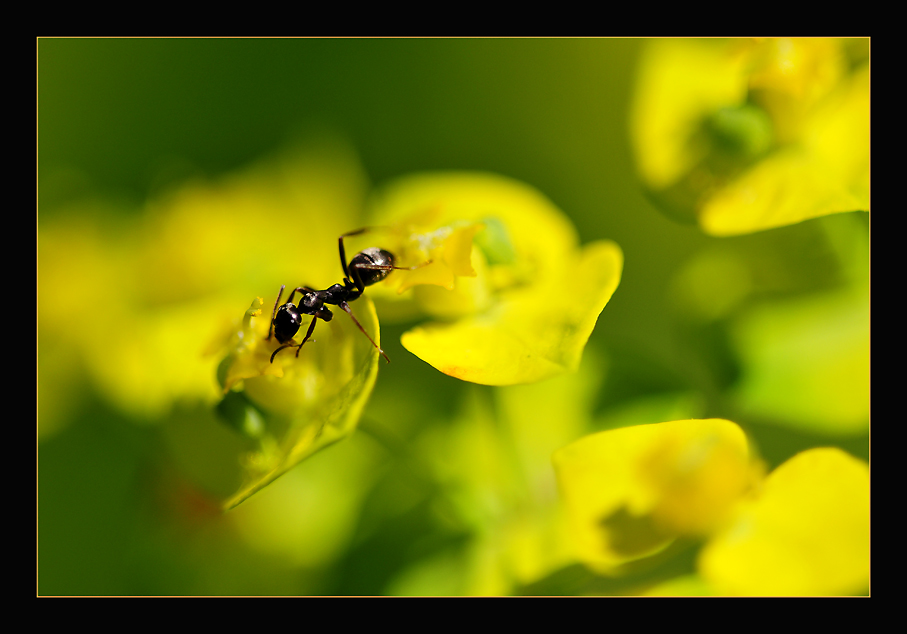 photo "Adventures in Gulliver's Land" tags: nature, reporting, insect