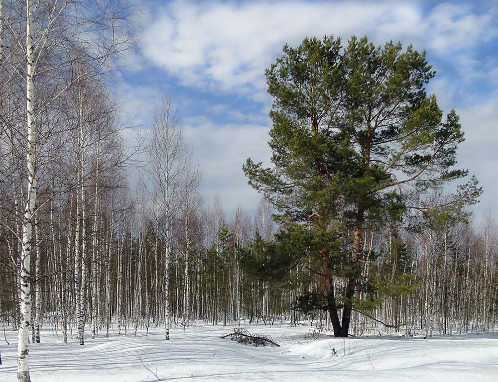 photo "***" tags: landscape, nature, winter