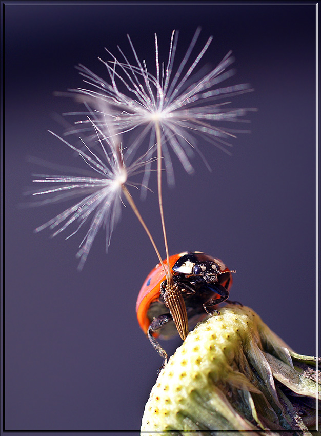 photo "макро божья коровка насекомые юмор" tags: macro and close-up, nature, insect