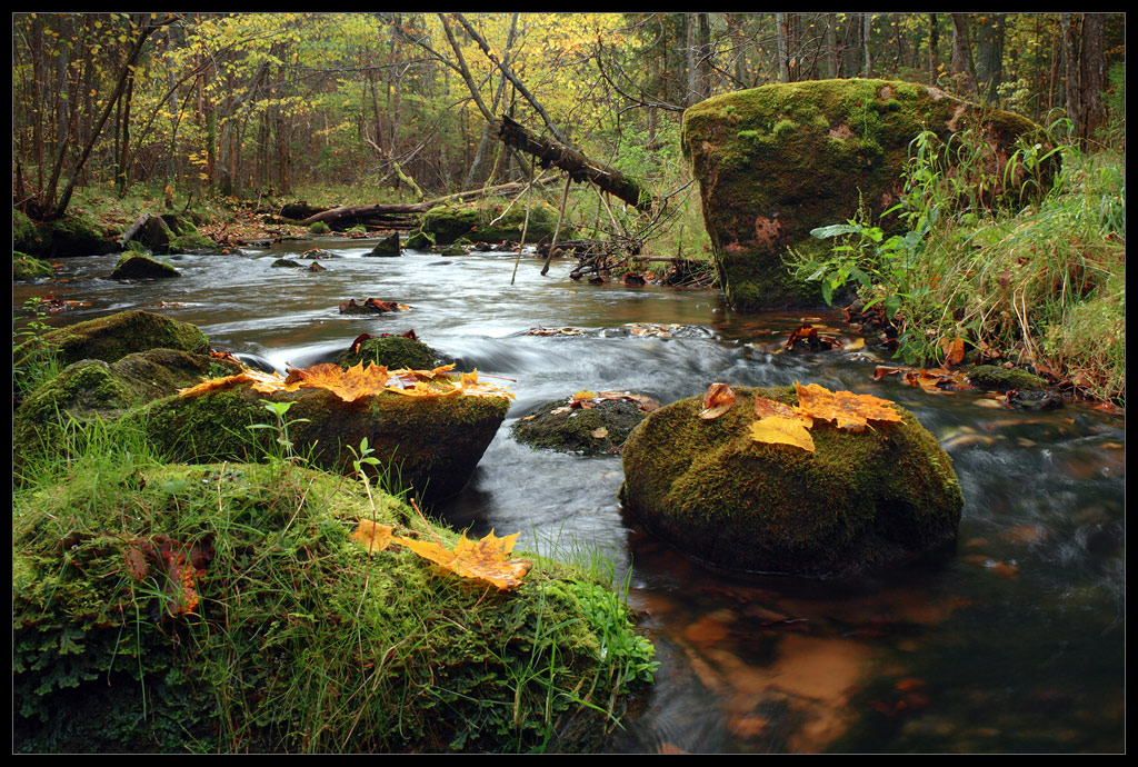 photo "***" tags: landscape, forest, water