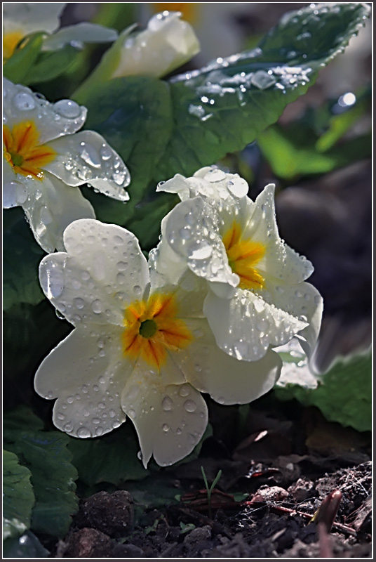 photo "***" tags: nature, macro and close-up, flowers