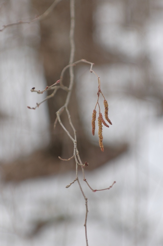 photo "***" tags: landscape, forest, spring