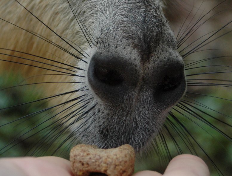 photo "guess who?" tags: nature, travel, South America, wild animals