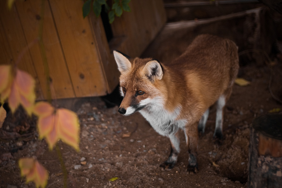 photo "Fox" tags: nature, wild animals