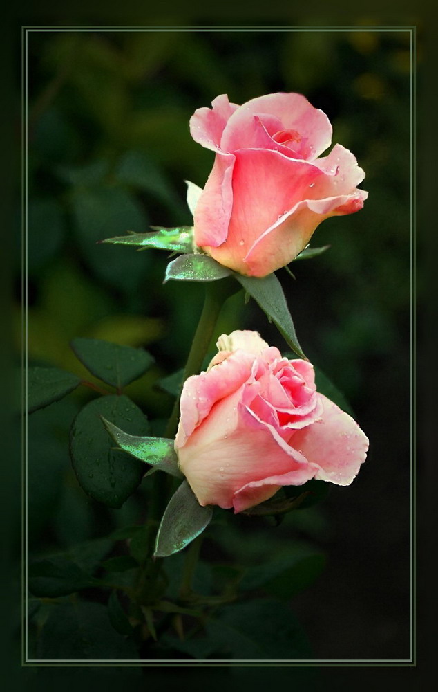 photo "***" tags: nature, macro and close-up, flowers