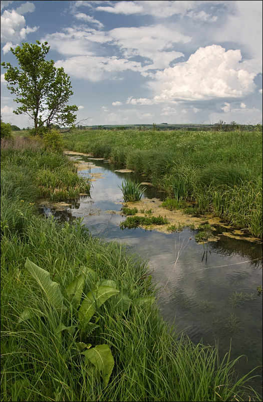 фото "Речушка" метки: пейзаж, вода, лето