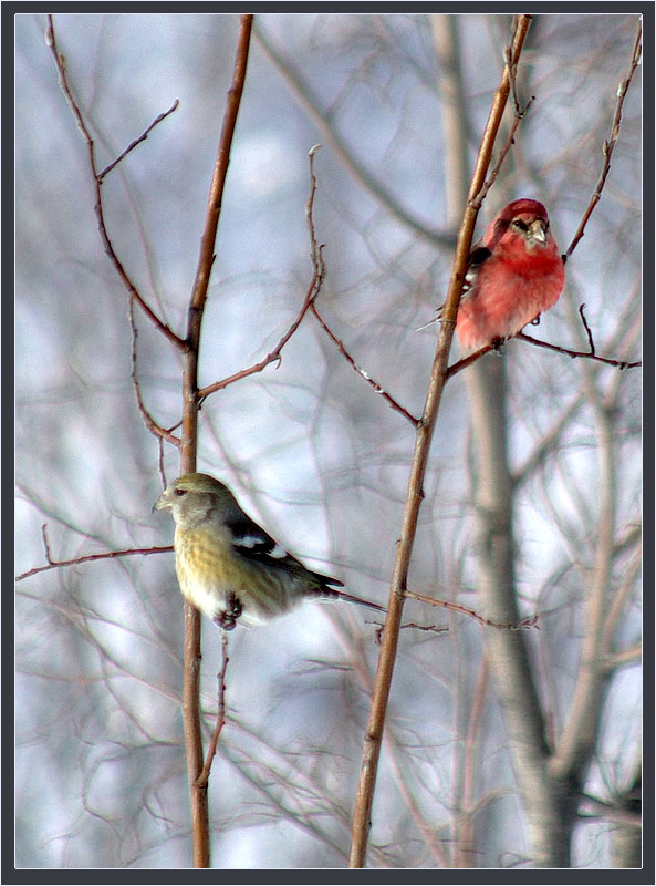 photo "***" tags: nature, wild animals