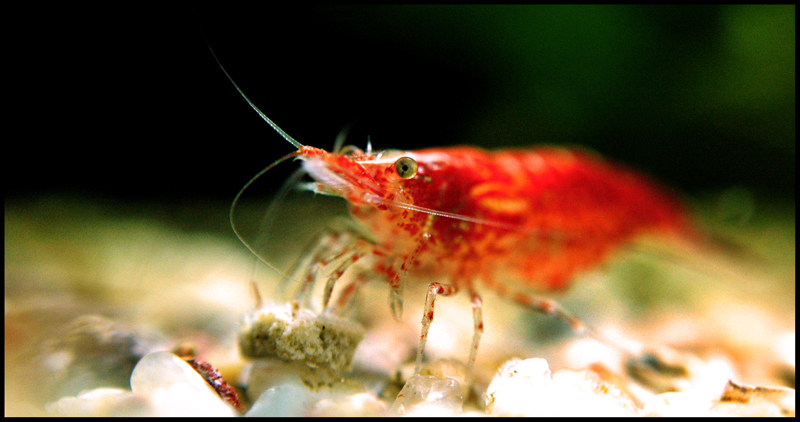 photo "Red Cherry" tags: underwater, nature, 