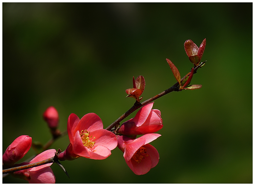фото "Chaenomeles" метки: природа, цветы