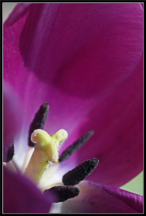 photo "In The Details" tags: nature, macro and close-up, flowers