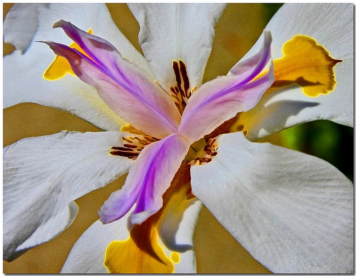 photo "***" tags: nature, macro and close-up, flowers