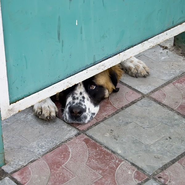 photo "Well, let me go for a walk!" tags: nature, humor, pets/farm animals