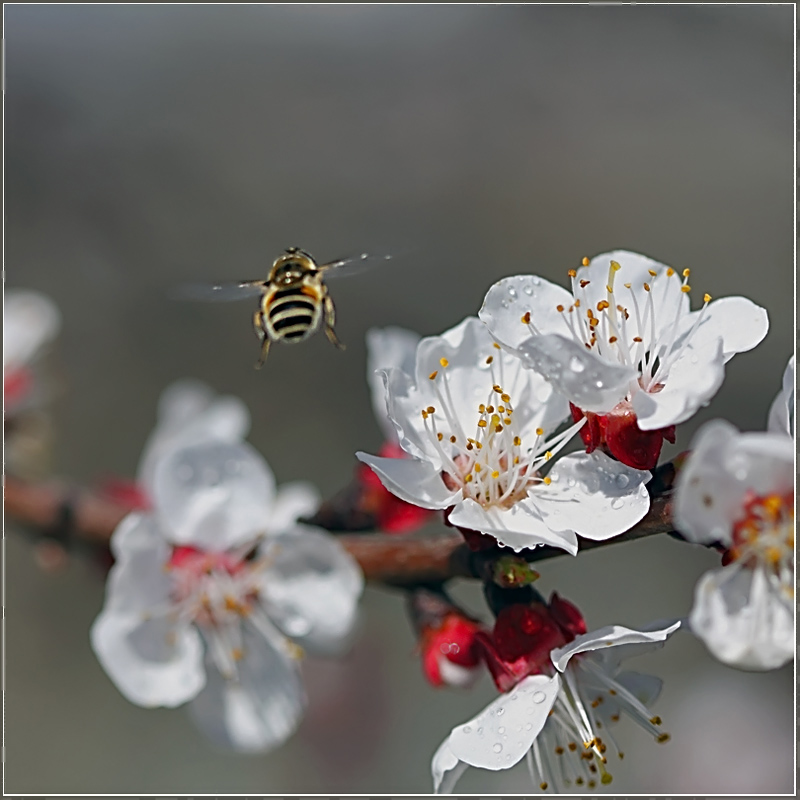 photo "It seems a rain begins..." tags: landscape, macro and close-up, spring