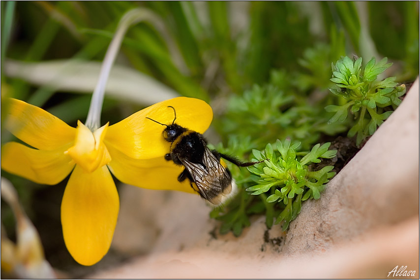 photo "***" tags: nature, insect