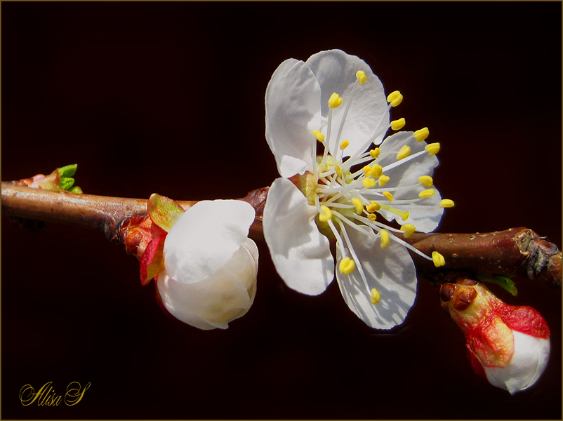 photo "***" tags: macro and close-up, flowers