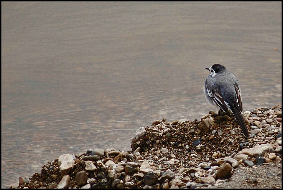 фото "На воду можно смотреть бесконечно..." метки: природа, дикие животные