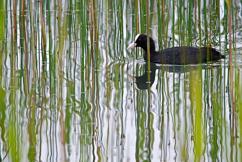 photo "Lake" tags: nature, wild animals