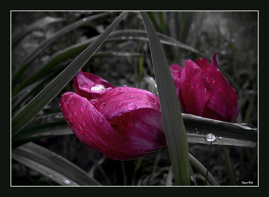 photo "***" tags: nature, flowers