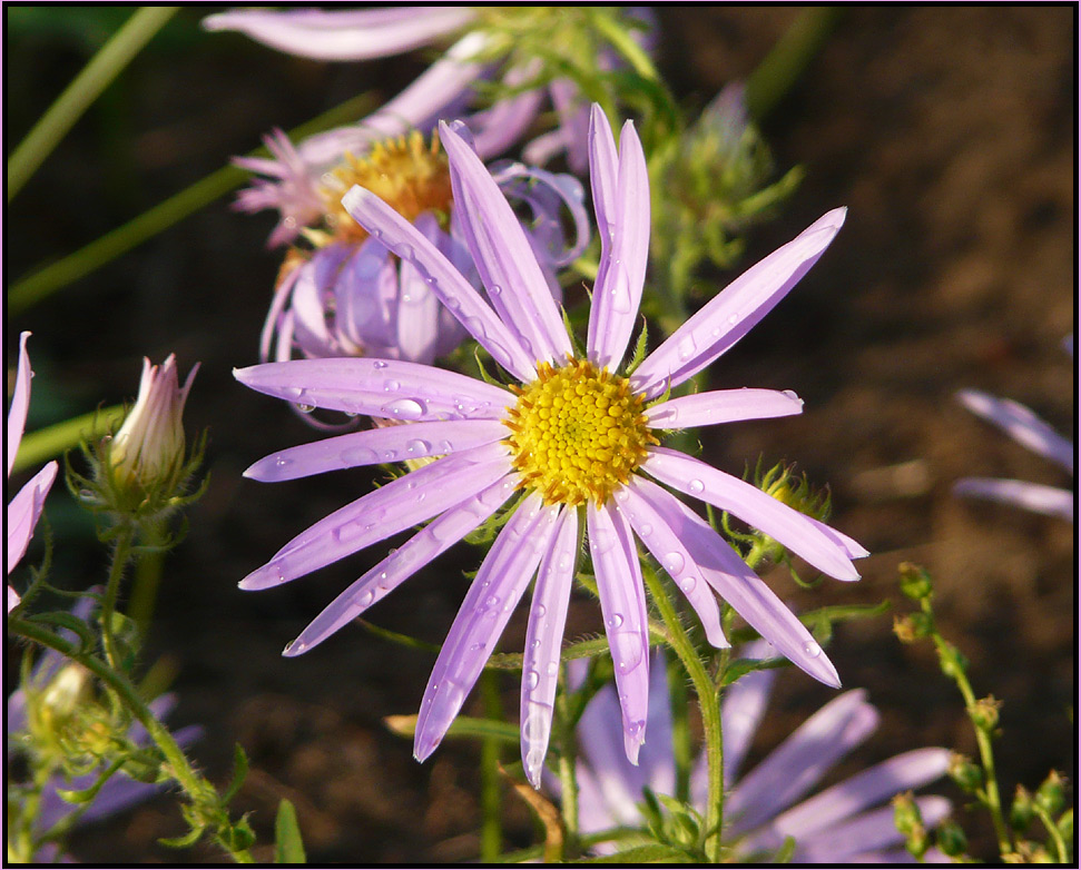 photo "* * *" tags: nature, macro and close-up, flowers