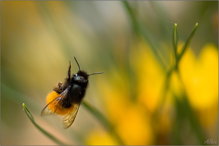 photo "***" tags: nature, insect