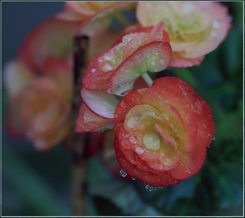 photo "***" tags: nature, macro and close-up, flowers