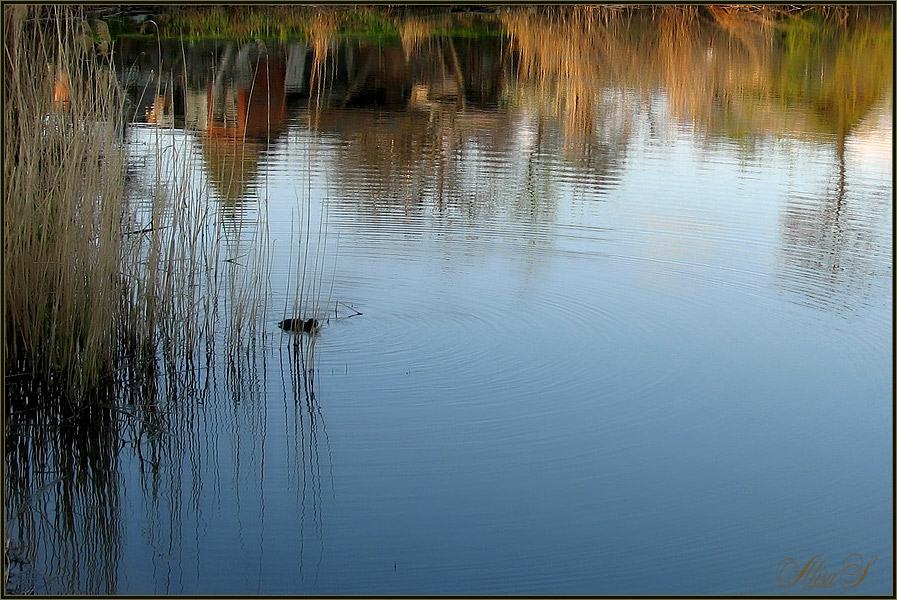 photo "***" tags: nature, evening, water, Живое, Кубань