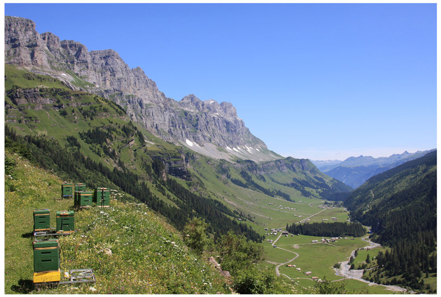 photo "Alpine bee-garden" tags: landscape, travel, Europe, mountains