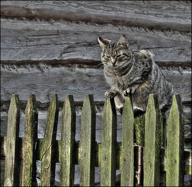 photo "Љ®в ­  § Ў®аҐ аҐ§Є ore cats meditation..." tags: nature, humor, pets/farm animals