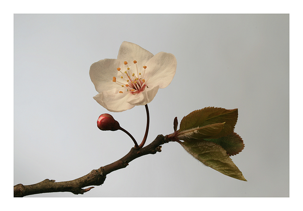 фото "Prunus cerasifera" метки: природа, цветы