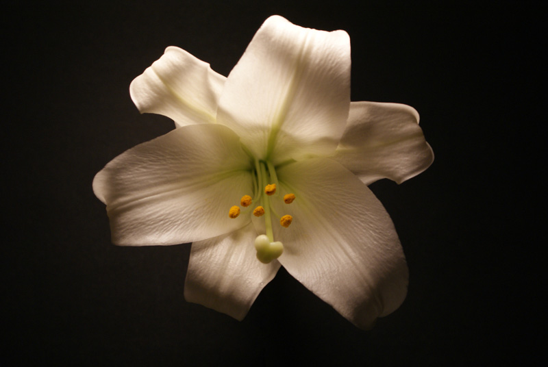 photo "Easter lilly" tags: nature, flowers