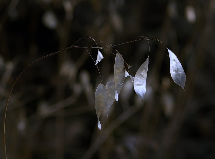 photo "***" tags: still life, 