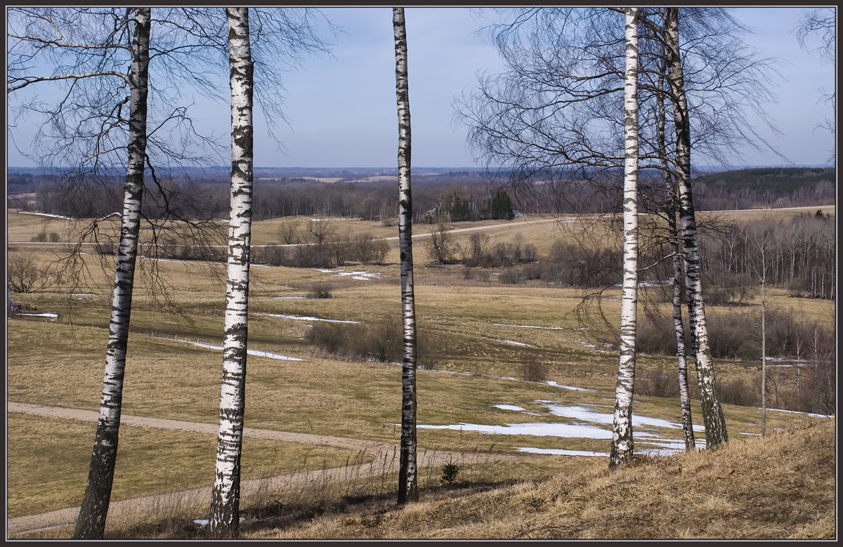 photo "Spring song of birches" tags: landscape, spring