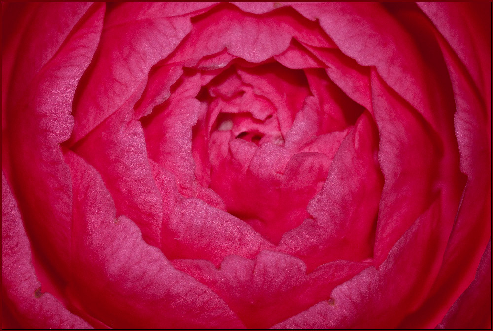 photo "Floral Labyrinth" tags: nature, macro and close-up, flowers