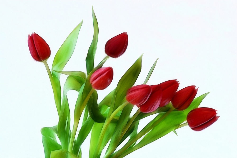 photo "spring  flowers" tags: nature, still life, flowers