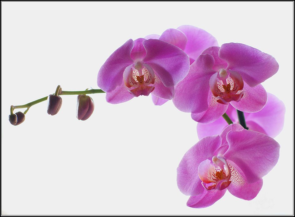 photo "Phalaenopsis" tags: nature, flowers