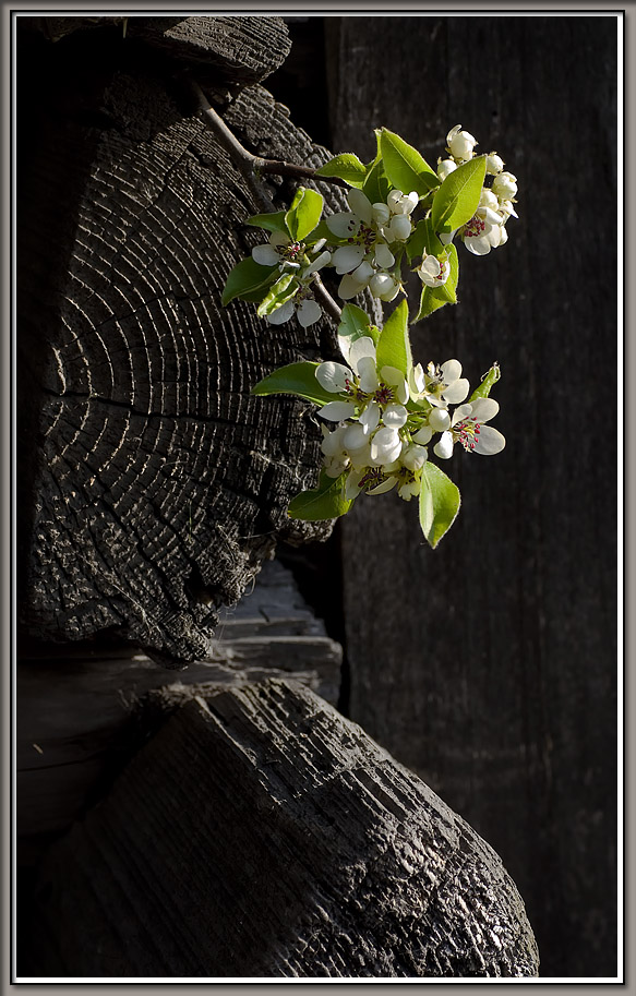 photo "flowering pear" tags: nature, flowers