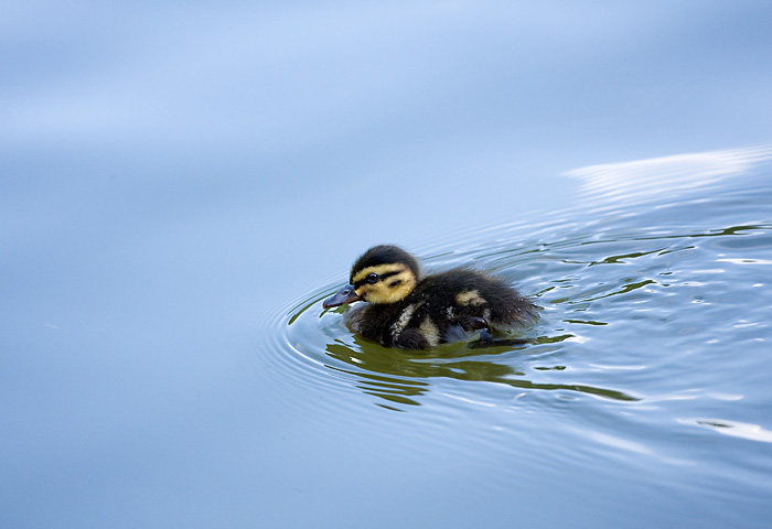 photo "Child" tags: nature, wild animals